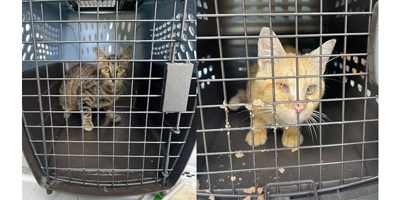 Humane Society of Dickson County rescues injured cats from ‘a hoarding case’