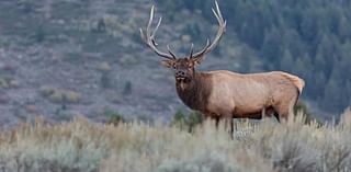 Rocky Mountain Elk Foundation funds projects to protect herds