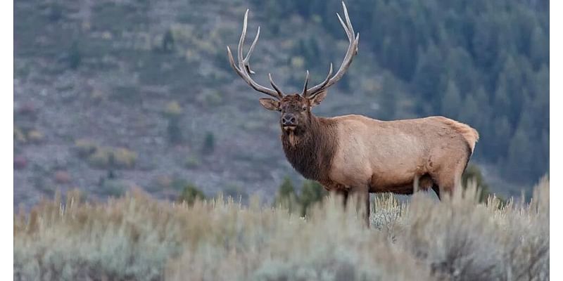 Rocky Mountain Elk Foundation funds projects to protect herds