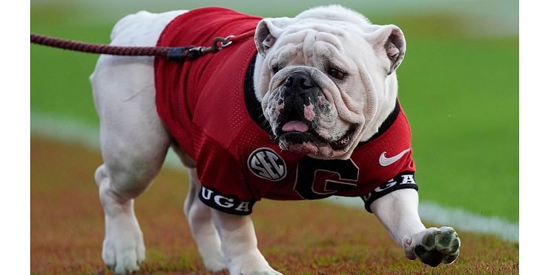 The bizarre reason Georgia football's live mascot Uga won't travel to Texas for mega college matchup