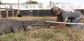 Bracing for Beryl: Dozens of South Padre gators moved to Beaumont as Beryl churns toward South Texas | Video