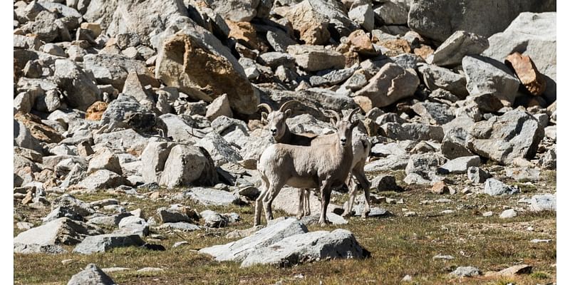 Why there's new hope for Sierra Nevada bighorn sheep to make a comeback