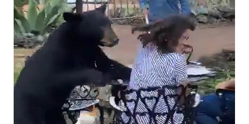 Shocking moment bear smacks woman in the face on restaurant patio