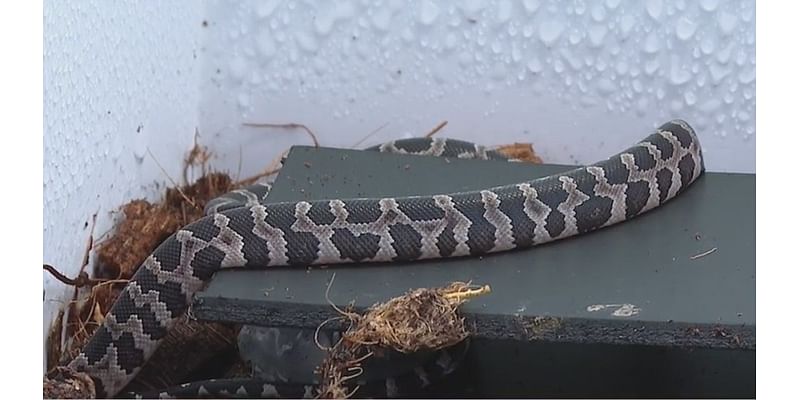 North Carolina Zoo working to save rare snakes