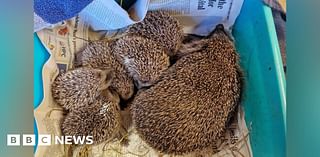 Newspapers & trending in the West: Hedgehog family in recovery