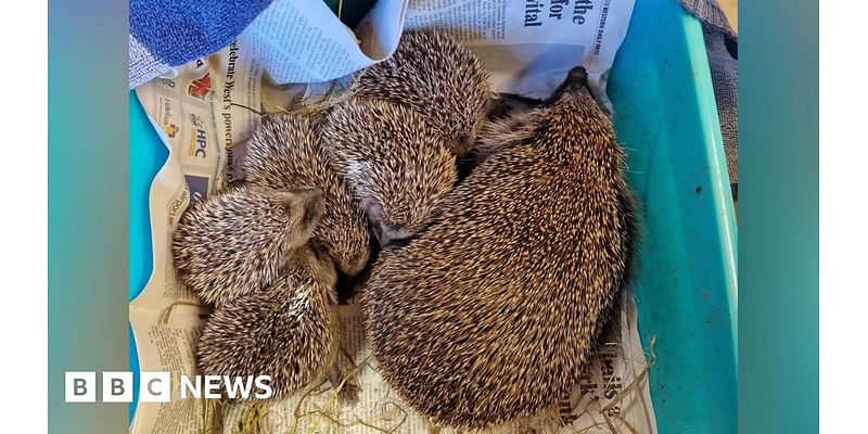 Newspapers & trending in the West: Hedgehog family in recovery