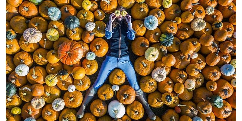 Festival with 250,000 pumpkins open until Halloween