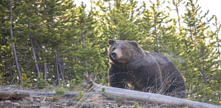 Montana FWP launches grizzly bear mortality dashboard