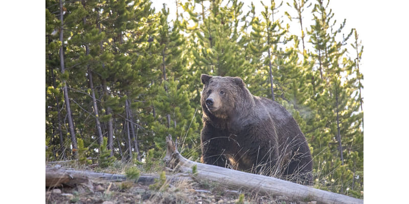 Montana FWP launches grizzly bear mortality dashboard