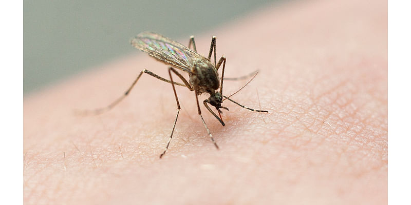 Positive West Nile Virus tests raise concerns in Mobile County