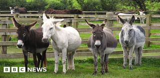 Penryn donkey sanctuary to get specialist vet hospital