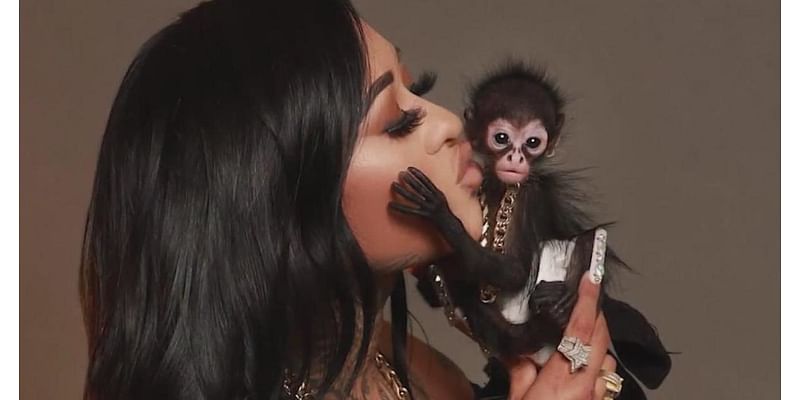 North Texas influencer launches campaign to get spider monkey back