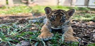 Ever wanted to name a tiger? The Louisville Zoo is asking for help naming the new cub