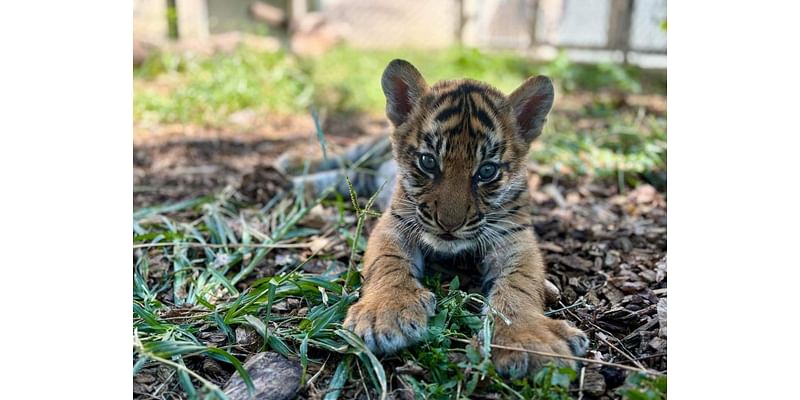 Ever wanted to name a tiger? The Louisville Zoo is asking for help naming the new cub