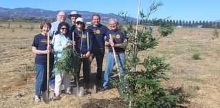 St. Helena's man-made redwood forest endures despite damage from voles