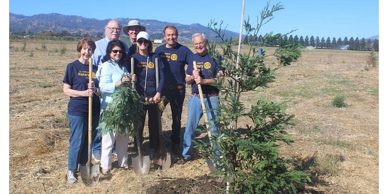 St. Helena's man-made redwood forest endures despite damage from voles