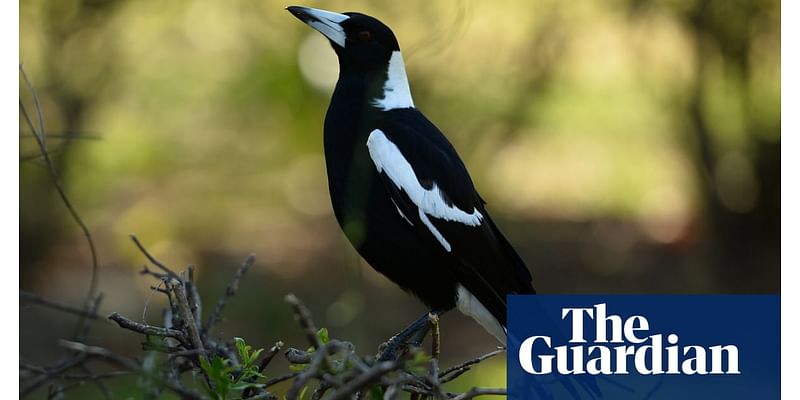 Suspected poisoning of 30 magpies in Cootamundra under investigation