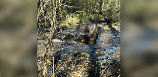 Horse trapped in mud in Westerly gets rescued