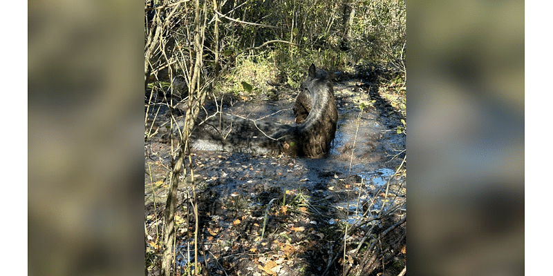 Horse trapped in mud in Westerly gets rescued