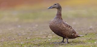 The Place of Tides by James Rebanks: Ducking out of my midlife worries … by moving to an island with an elderly woman I’d met for half an hour