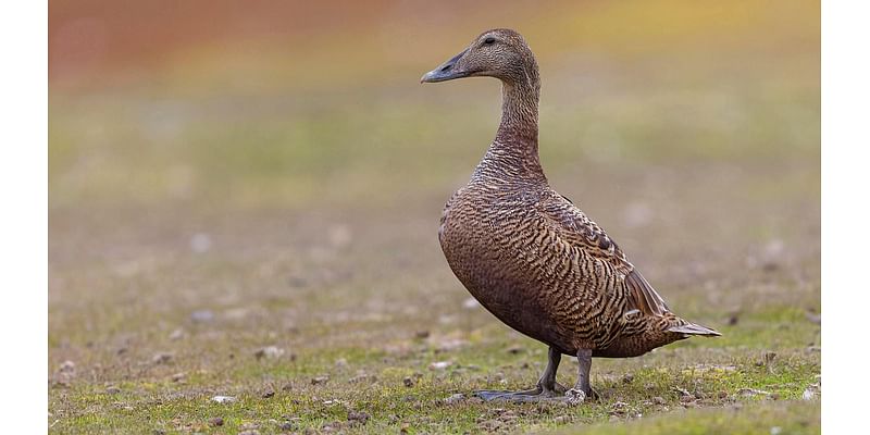 The Place of Tides by James Rebanks: Ducking out of my midlife worries … by moving to an island with an elderly woman I’d met for half an hour