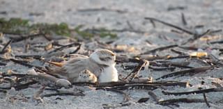 No shorebirds fledge on Sanibel after beach renourishment