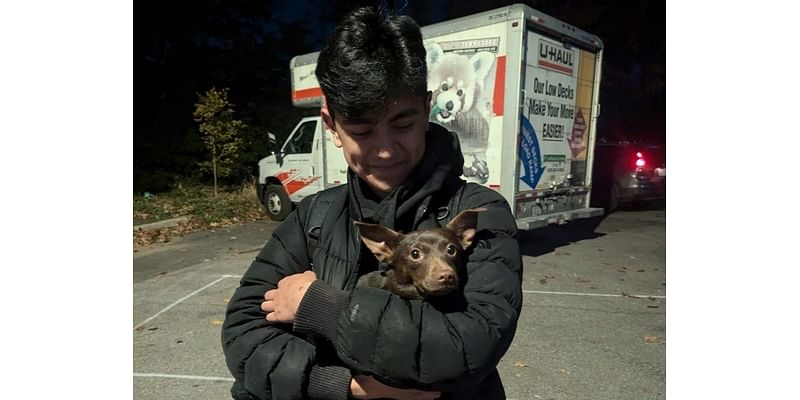 A Drone Camera Spotted This Lost Dog Just As She Encountered A Fox