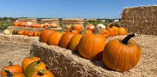 Best 2024 Pumpkin Patches in Orange County and San Diego