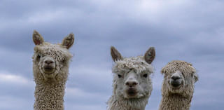 Group Of llamas Stroll Across Utah Train Tracks After Escaping Owner