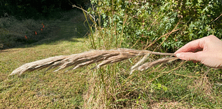 YARD AND GARDEN: How to differentiate between native and non-native plume grasses