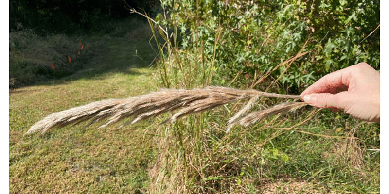 YARD AND GARDEN: How to differentiate between native and non-native plume grasses