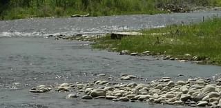 Montana Fish and Wildlife seeing big drop in fish population in Stillwater River