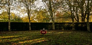 Tree cathedral planted as war memorial restored after ash dieback devastation