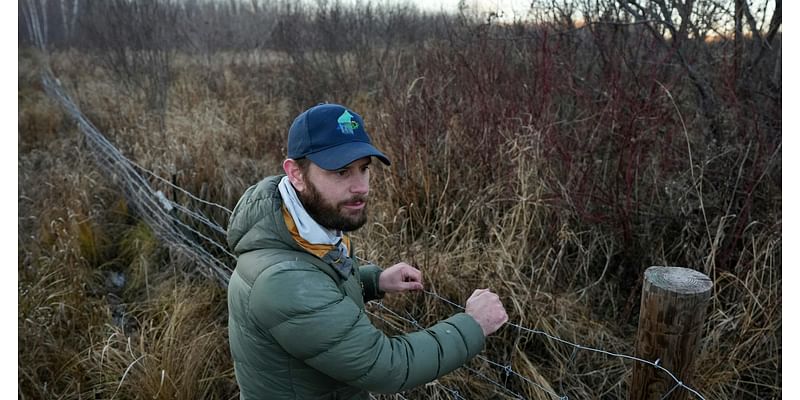 A clever wolf repeatedly snuck into a Minnesota ranch. Biologists figured out its MO.