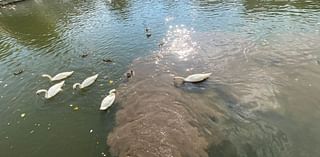 Watch: Swans swim through apparent sewage being pumped into River Avon