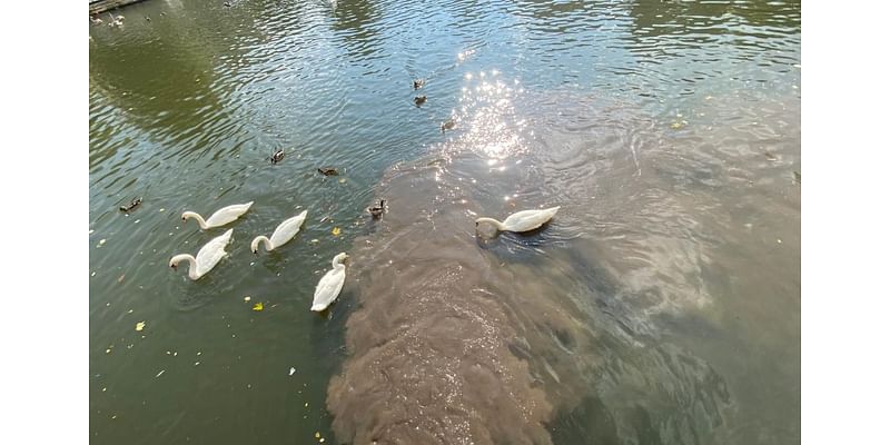 Watch: Swans swim through apparent sewage being pumped into River Avon