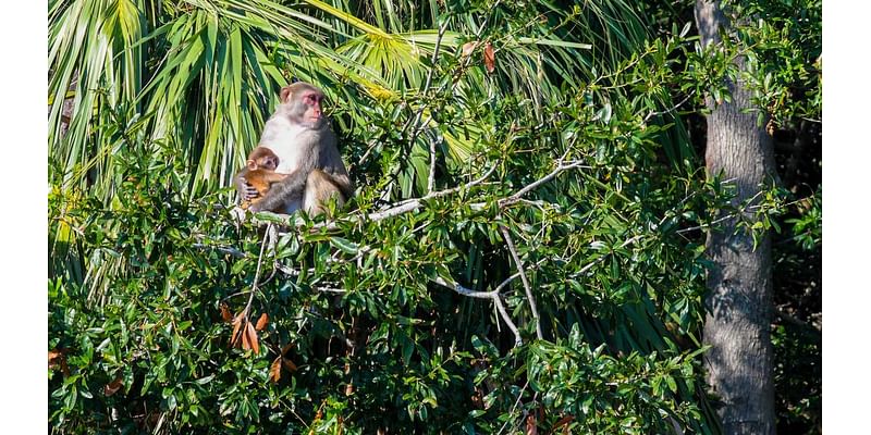 32 of the Yemassee 43 primates are back inside. Next up, a monkey run and banana beer