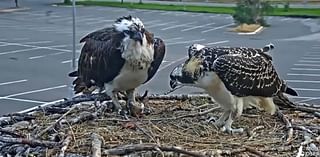 The remarkable summer of Iris the osprey comes to a close in Missoula