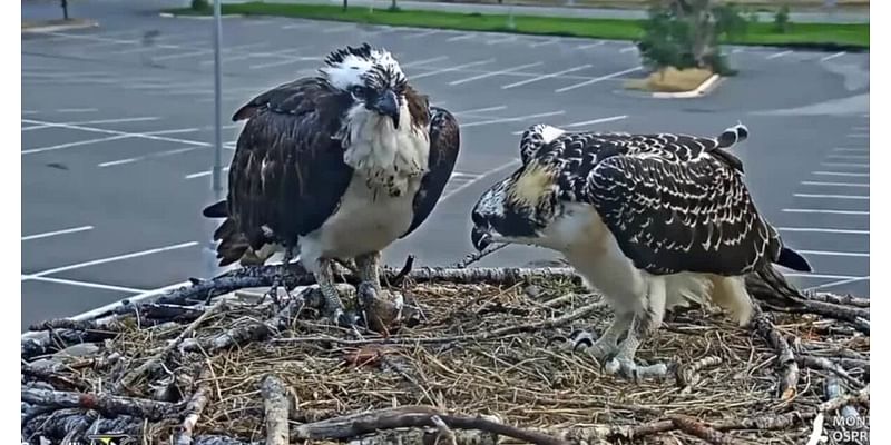 The remarkable summer of Iris the osprey comes to a close in Missoula