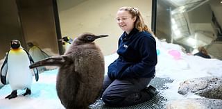 Pesto the baby penguin is already taller than his parents. Now he’s a social media star