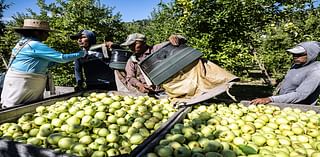 Pa. farm industry braces for raids, deportations under proposed Trump policy