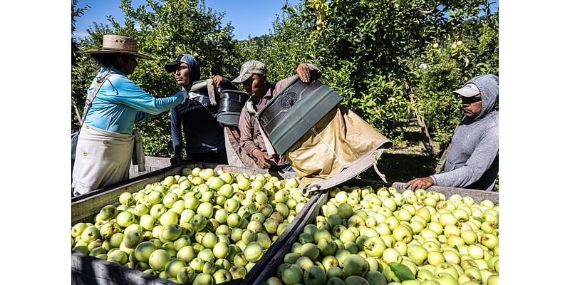 Pa. farm industry braces for raids, deportations under proposed Trump policy