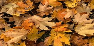 Dates Announced For Leaf Pickup In Stamford