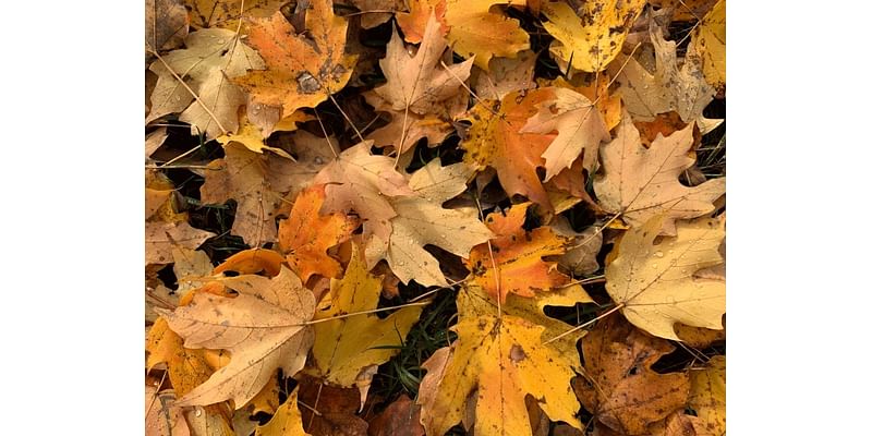 Dates Announced For Leaf Pickup In Stamford