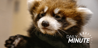 Daily Minute: Affordable housing complex fills up; zoo announces red panda cubs; LPS enrollment grows