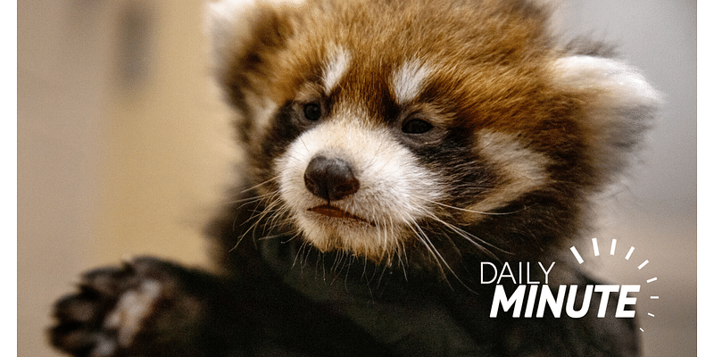 Daily Minute: Affordable housing complex fills up; zoo announces red panda cubs; LPS enrollment grows