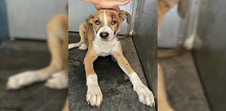 CVPAWS seeks urgent donations after dog is struck by car