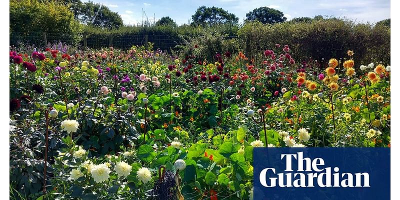 Budding market: hopes of a revival in UK cut-flower production