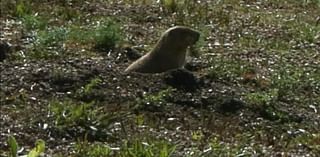 Colorado advocates urge protection of prairie dogs amid development in Douglas County