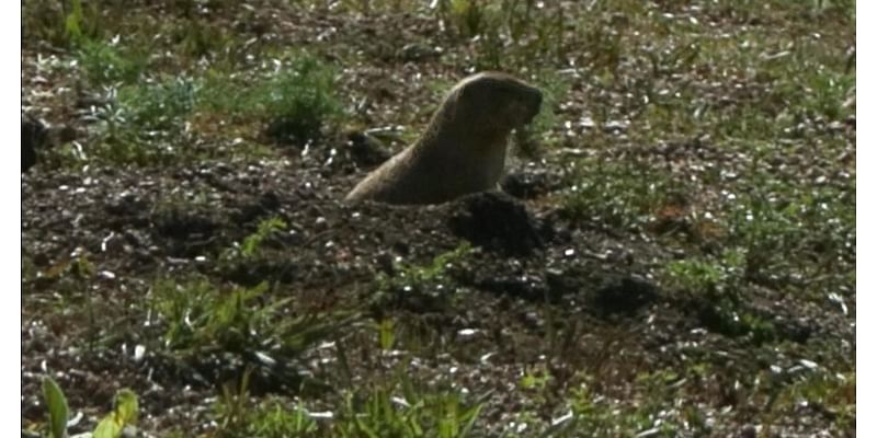 Colorado advocates urge protection of prairie dogs amid development in Douglas County